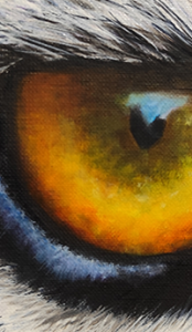 peinture regard d'un tigre vanessa leclercq