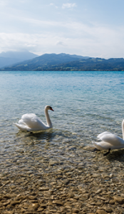 deux cygnes sur un lac avec des montagnes en arrière plan