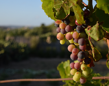 grappes de raisin sur un arbre dans un vignoble polyèdre seynod annecy